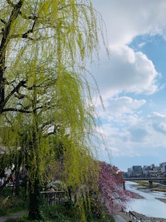 京都でお花見🌺