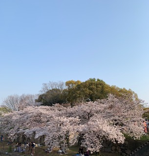 大阪城公園🌸